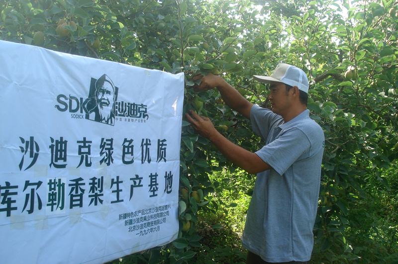 沙迪克庫爾勒香梨種植基地